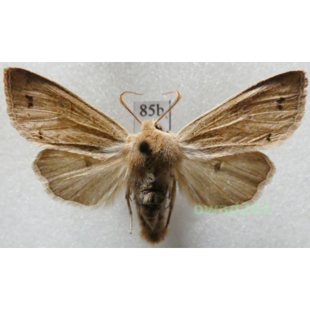 Anorthoa munda (Denis & Schiffermüller, 1775) Czech85b